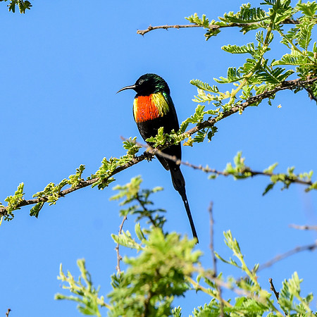 Beautiful sunbird