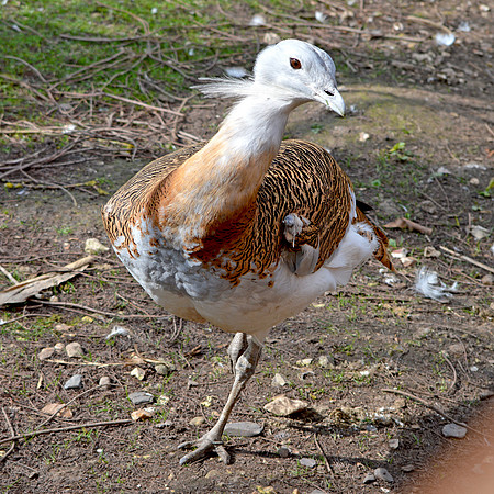 Great bustard