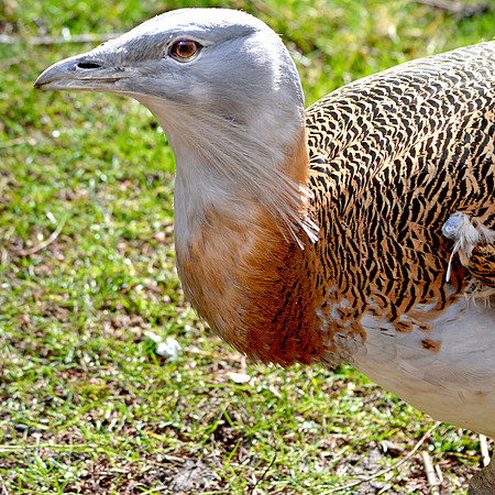 Great bustard