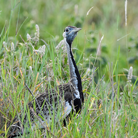 Black bellied bustard