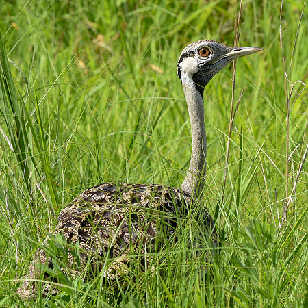 Black bellied bustard