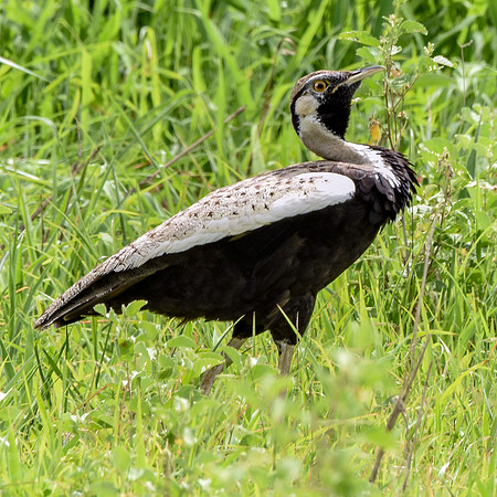 Black bellied bustard