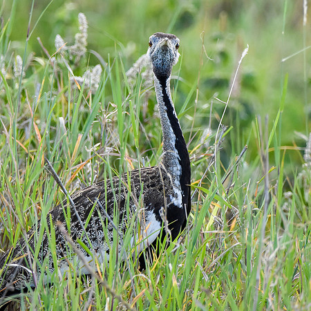 Black bellied bustard