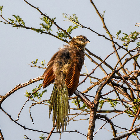 Black Coucal