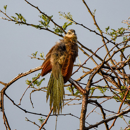 Black Coucal