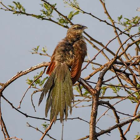 Black Coucal