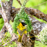 Black headed weaver