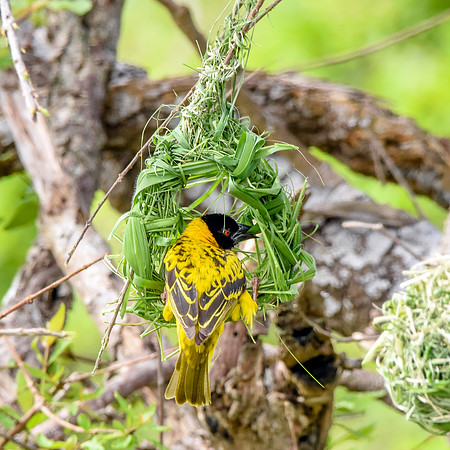 Black headed weaver