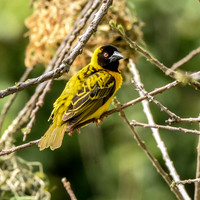 Black headed weaver