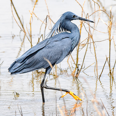 Black heron
