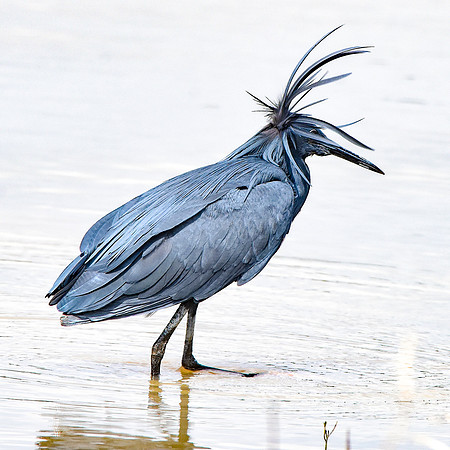Black heron
