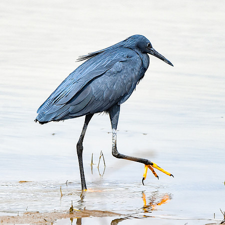 Black heron