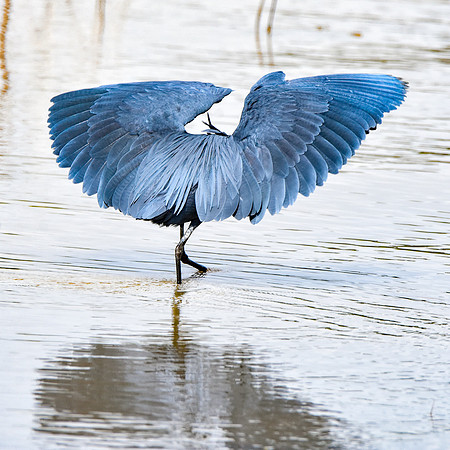 Black heron