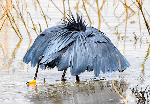 Black heron