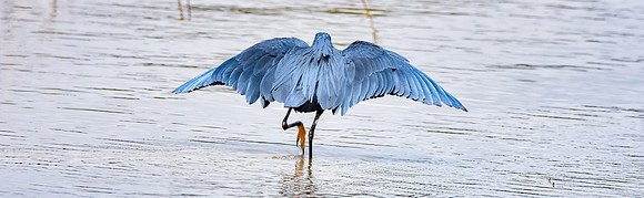 Black heron