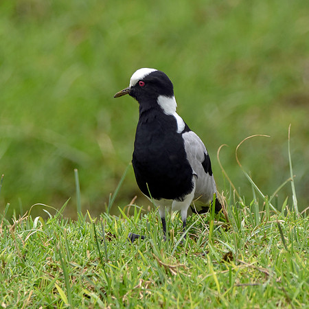 Blacksmith plover
