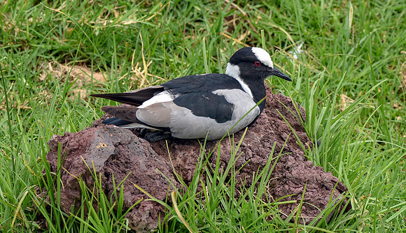 Blacksmith plover