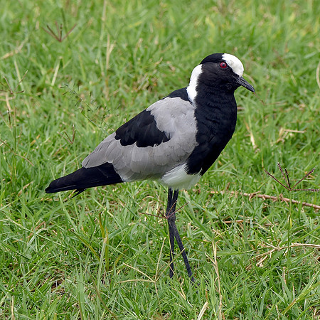 Blacksmith plover