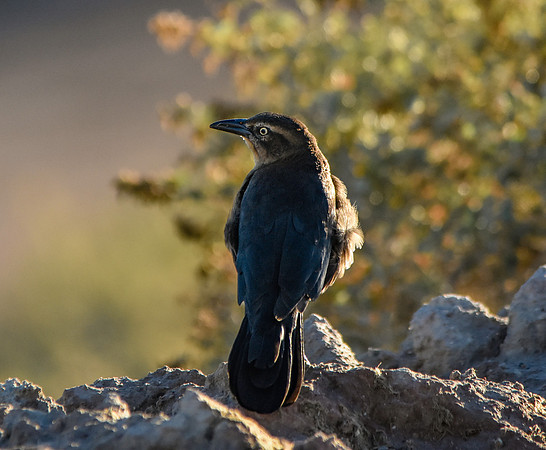 Great tailed grackle