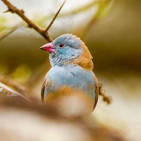 Blue capped cordon bleu