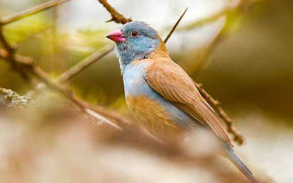 Blue capped cordon bleu