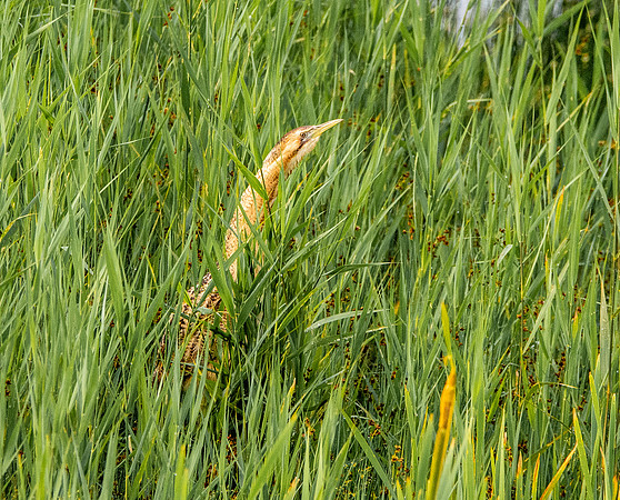 Great bittern