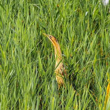 Great bittern