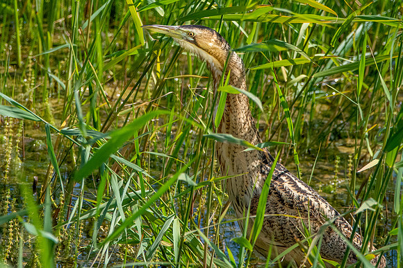 Great bittern