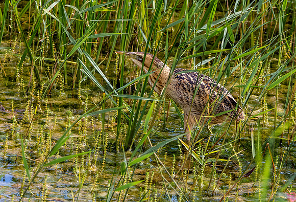 Great bittern