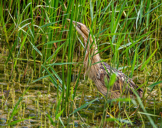 Great bittern