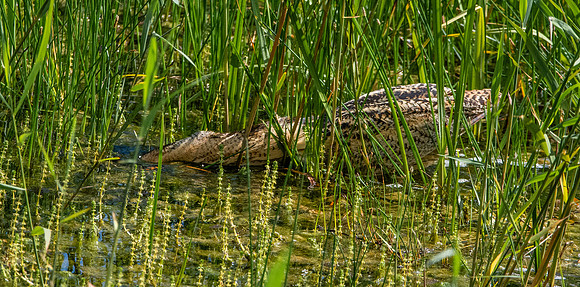 Great bittern