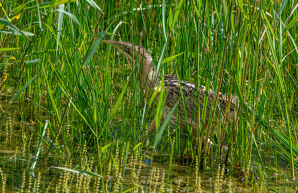 Great bittern