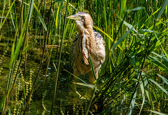 Great bittern