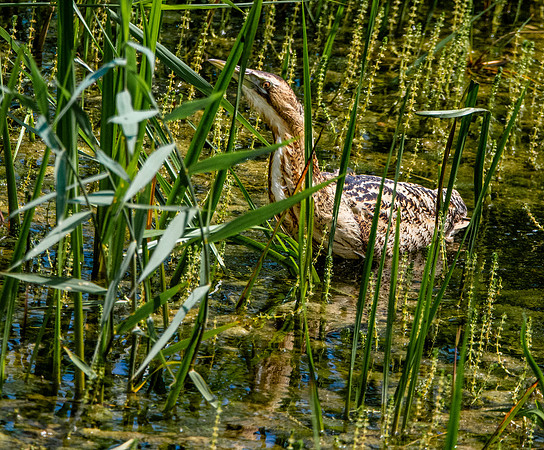 Great bittern