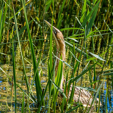 Great bittern