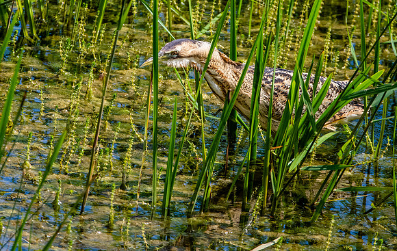 Great bittern