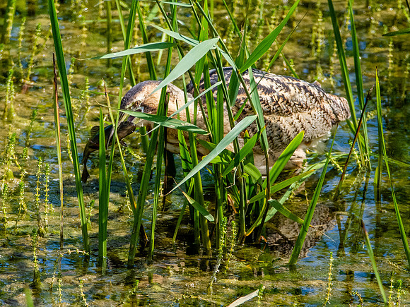 Great bittern