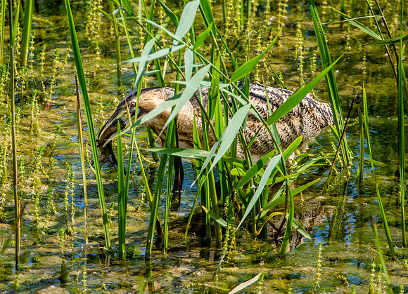 Great bittern
