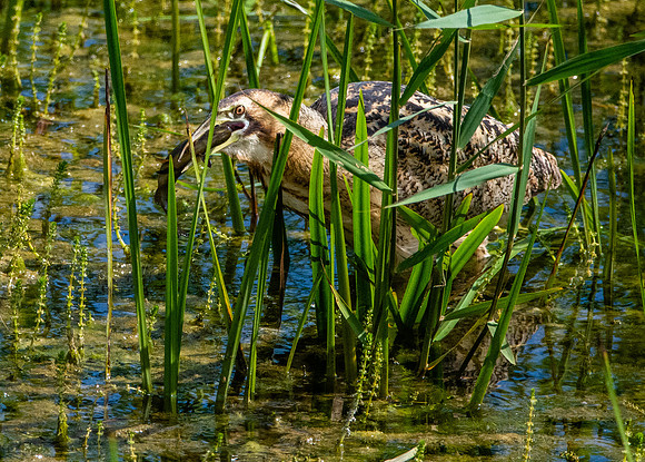 Great bittern