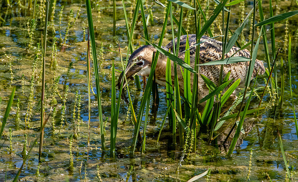 Great bittern