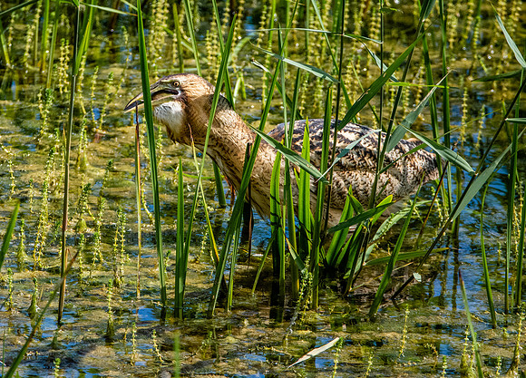Great bittern