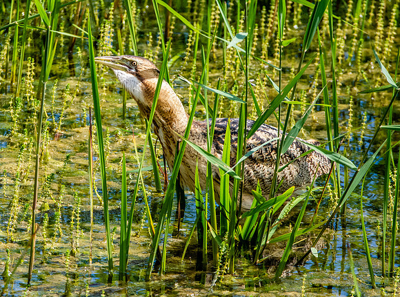 Great bittern