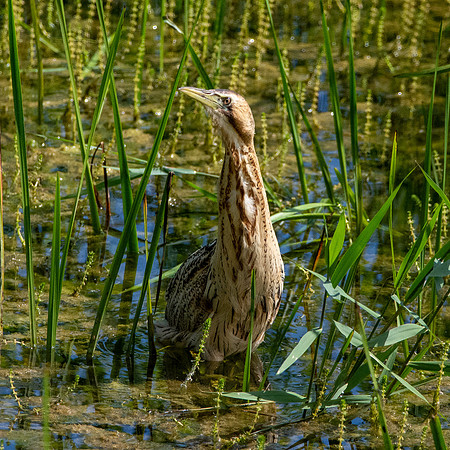 Great bittern