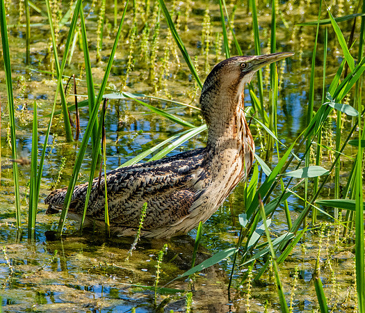 Great bittern