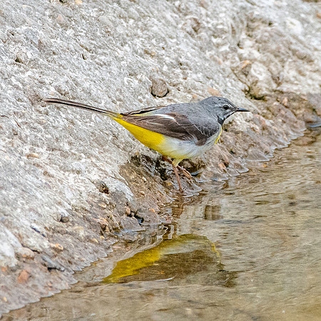 Grey wagtail
