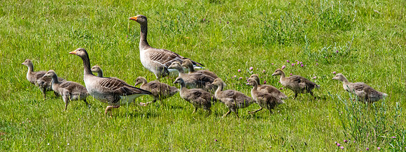 Greylag geese