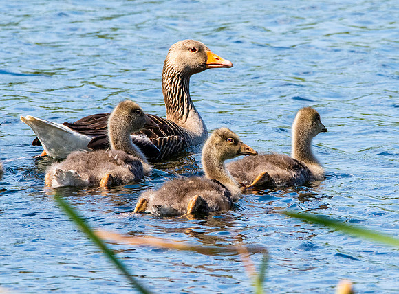 Greylag geese with chicks