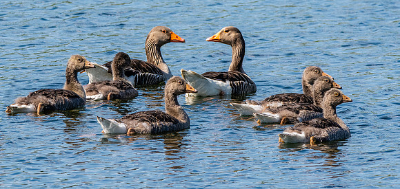 Greylag geese