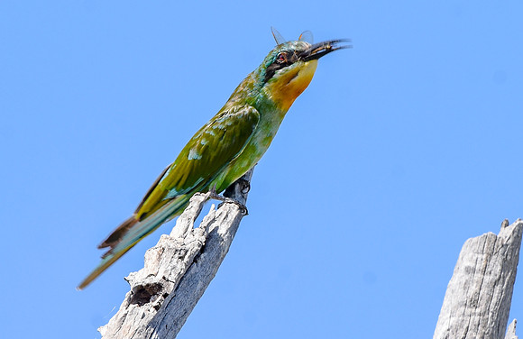 Blue cheeked bee eater