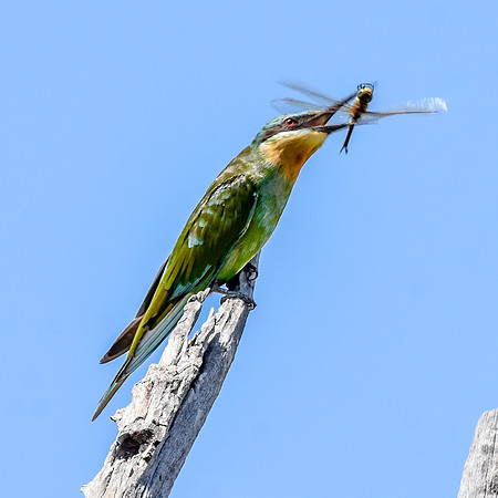 Blue cheeked bee eater
